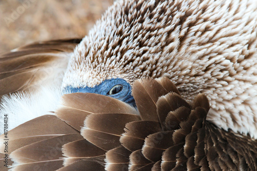 Fotografija blue footed booby keeping an eye out