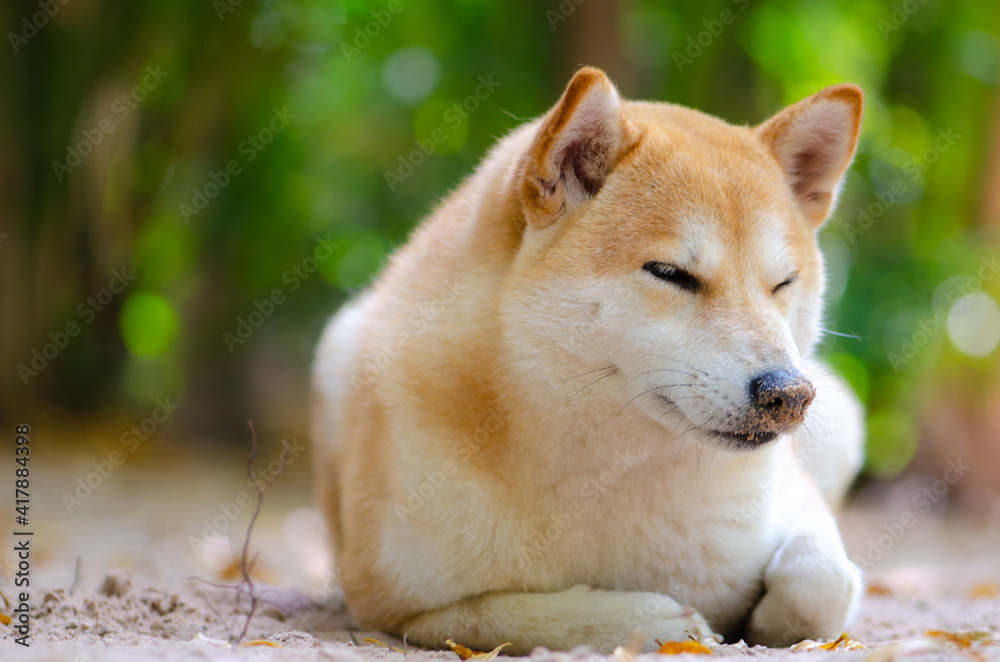 Obraz premium Cute Japanese dog Shiba Inu sleeping on ground,close-up,select focus.