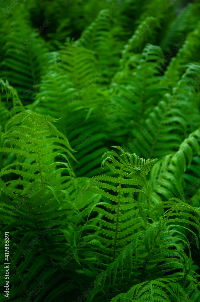 Green fern leaves close up natural background Green fern leaves close up natural background