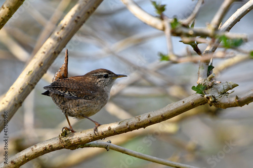 Eurasian wren // Zaunkönig (Troglodytes troglodytes)  photo