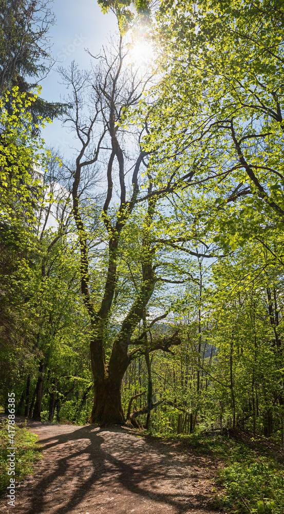 sunny walkway in the vernal deciduous wood sunny walkway in the vernal deciduous wood