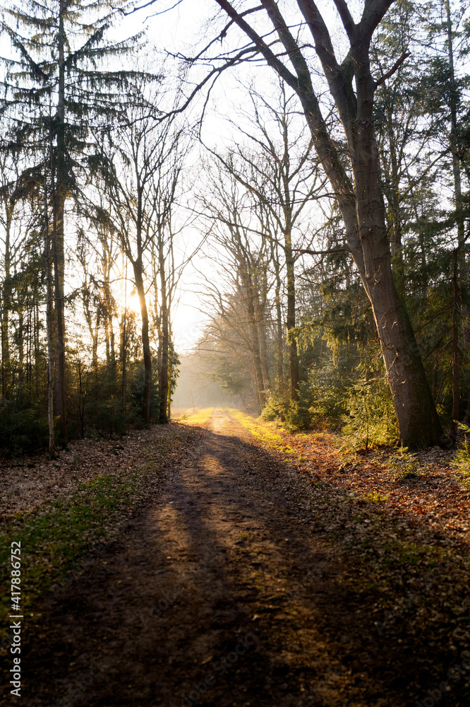 morning in the forest morning in the forest