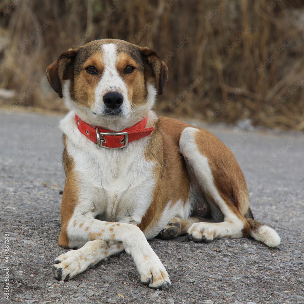 Portrait of a dog on Crete in Greece, Europe
