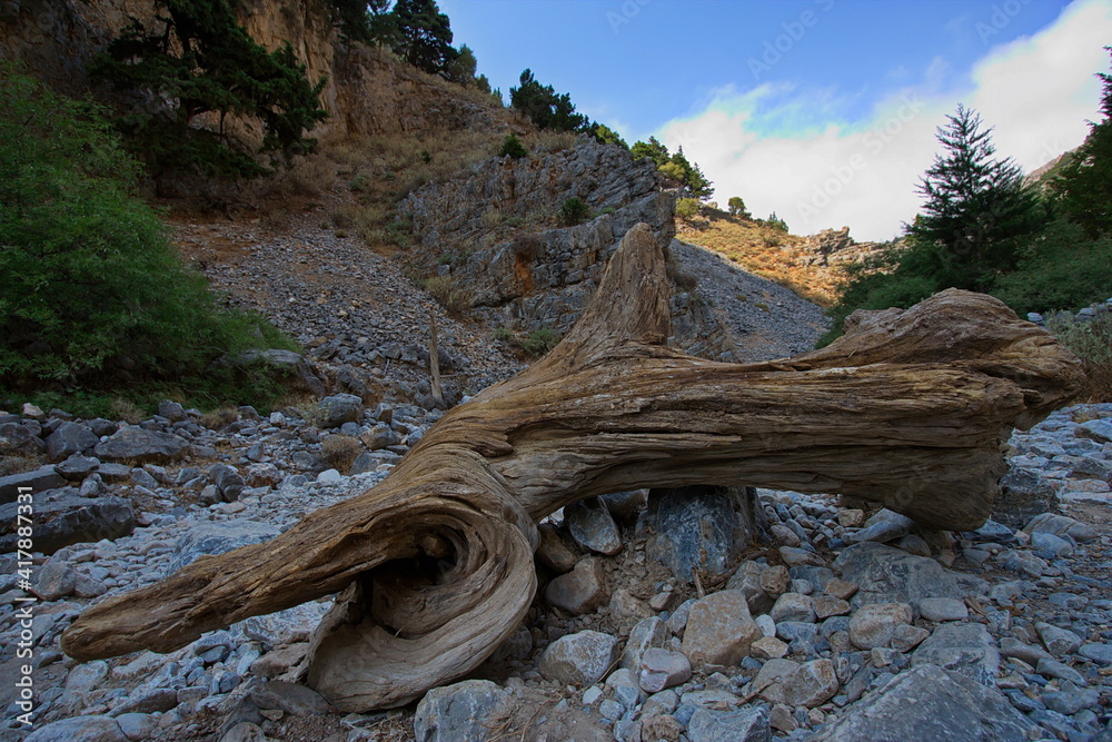 Dead tree in Imbros Gorge on Crete in Greece, Europe
