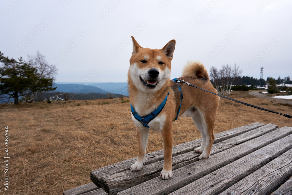 red shiba inu is posing on a wooden table outdoors