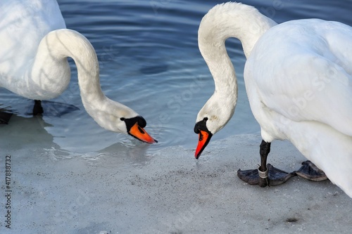 swans on the lake