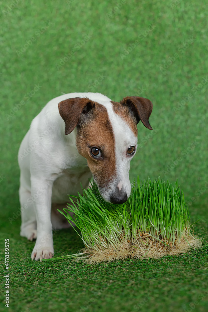 A beautiful dog of the Jack Russell breed is eating grass. Portrait of a dog on a green background