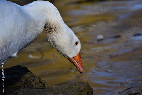 Close up of a white goose head with an orange beak against water in the background