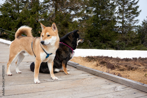 two shiba inu are posing on a rustic boardwalk in the high moor near the mummelsee