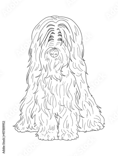 Realistic line art bearded collie dog on white background for coloring