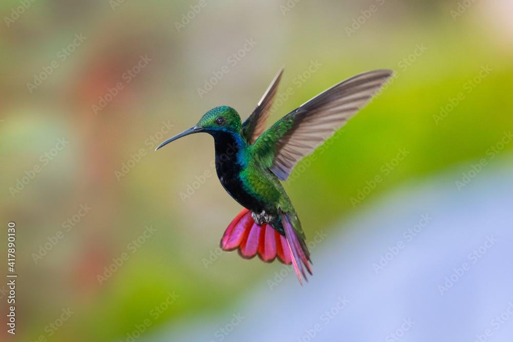 Fototapeta premium A Black-throated Mango hummingbird (Anthracothorax nigricollis) hovering with his tail spread and smooth background. wildlife in nature. Bird in flight. Hummingbird in garden