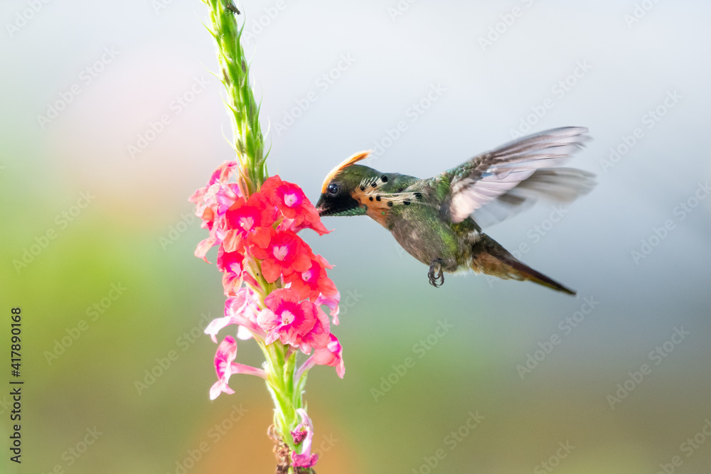 Fototapeta premium A vibrant photo of a male Tufted Coquette Hummingbird (Lophornis ornatus) feeding on a pink Vervain flower with a light background.