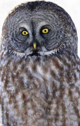 Great Grey Owl portrait in the forest, Quebec, Canada