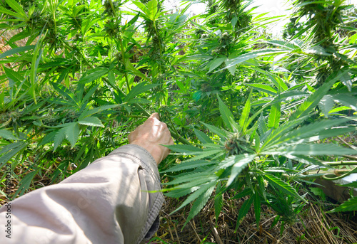 Growers hand bending the branch of cannabis down, low stress training technique photo