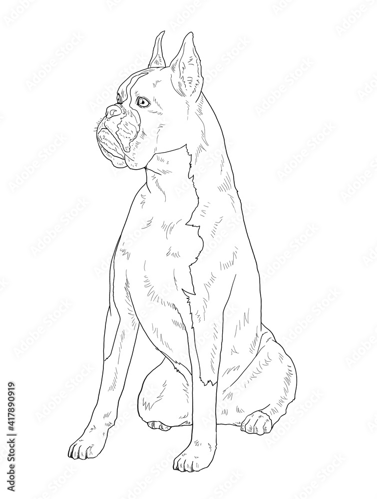 Realistic line art boxer dog on white background for coloring