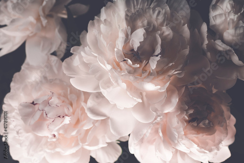 Fototapeta Naklejka Na Ścianę i Meble -  Floral background with delicate beautiful pink peonies. Spring flowering, low key