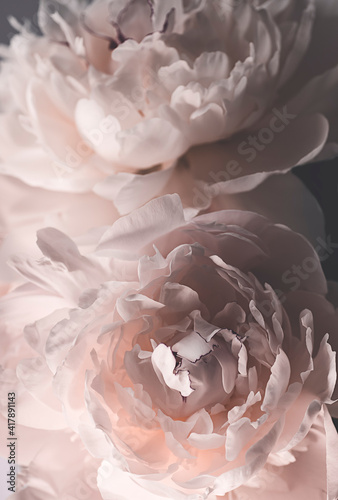 Bouquet with beautiful pink white peonies, close-up, low key, spring flowers, low key 