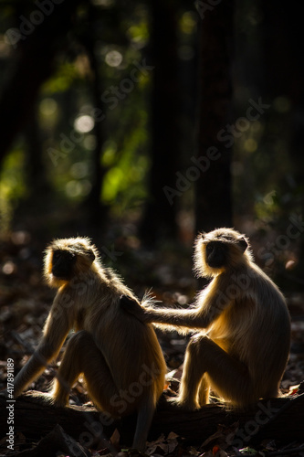 Langur Company. Langurs enjoying grooming session. © SAROJIT