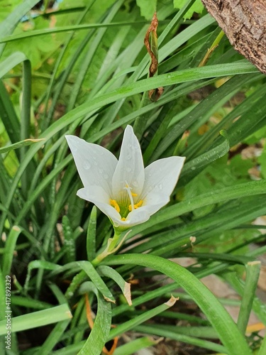 white Rainy Lyly flower photo