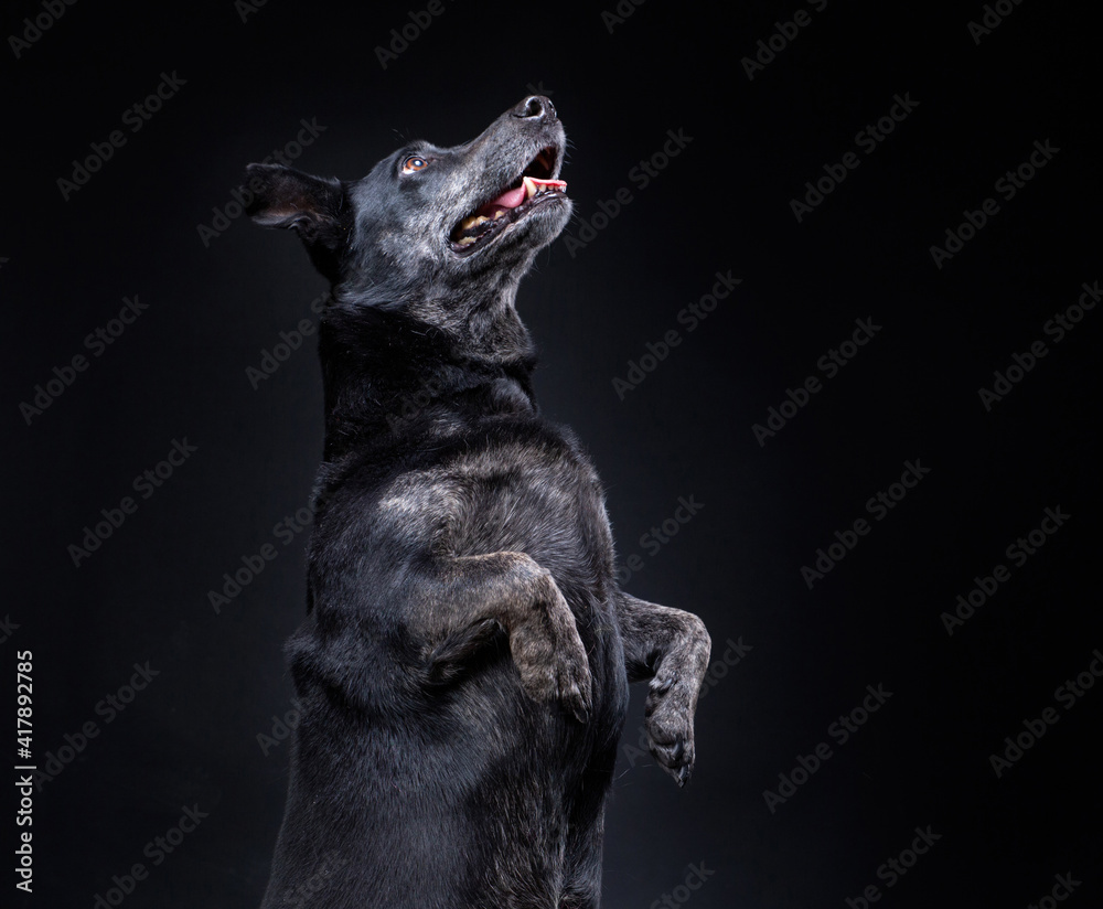 cute terrier lab mix on an isolated black background in a studio