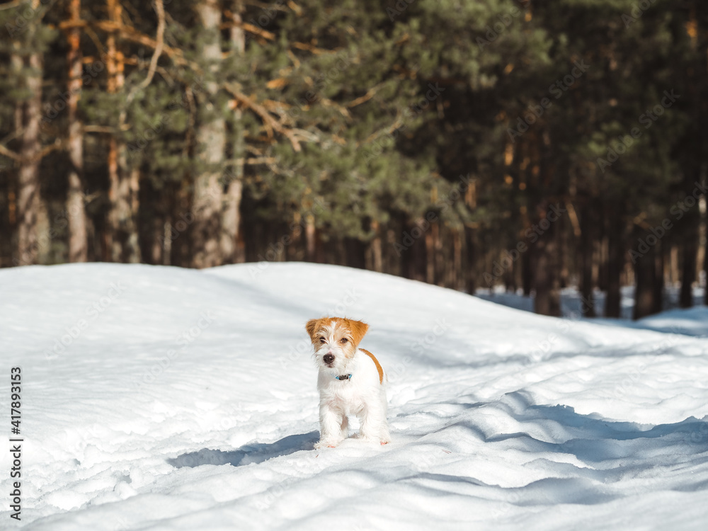 Jack Russell Terrier puppy running through the winter forest