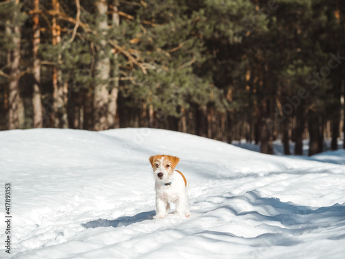 Fototapeta Naklejka Na Ścianę i Meble -  Jack Russell Terrier puppy running through the winter forest