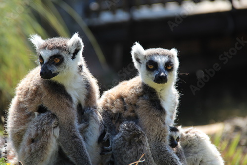 Lemuri