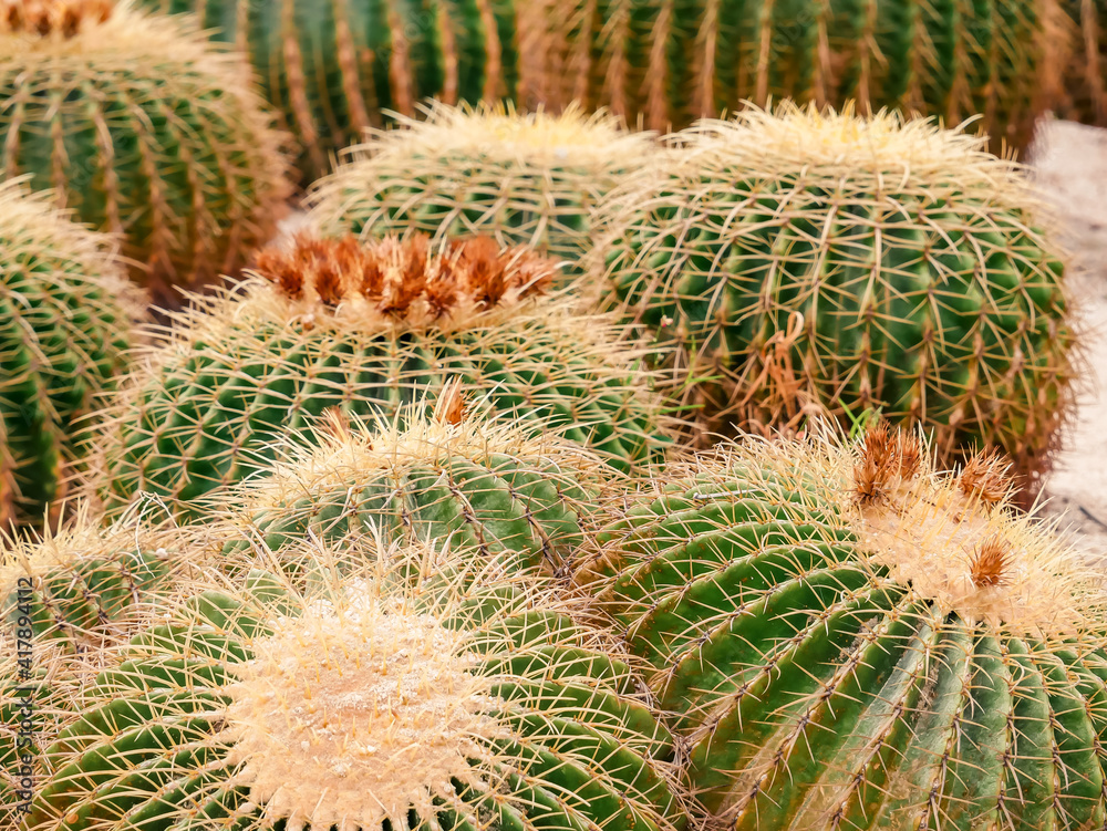 Close up cactus in desert garden in Xiamen garden,Xiamen,China