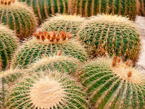 Close up cactus in desert garden in Xiamen garden Xiamen China