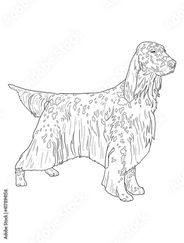 Realistic line art english setter dog on white background for coloring
