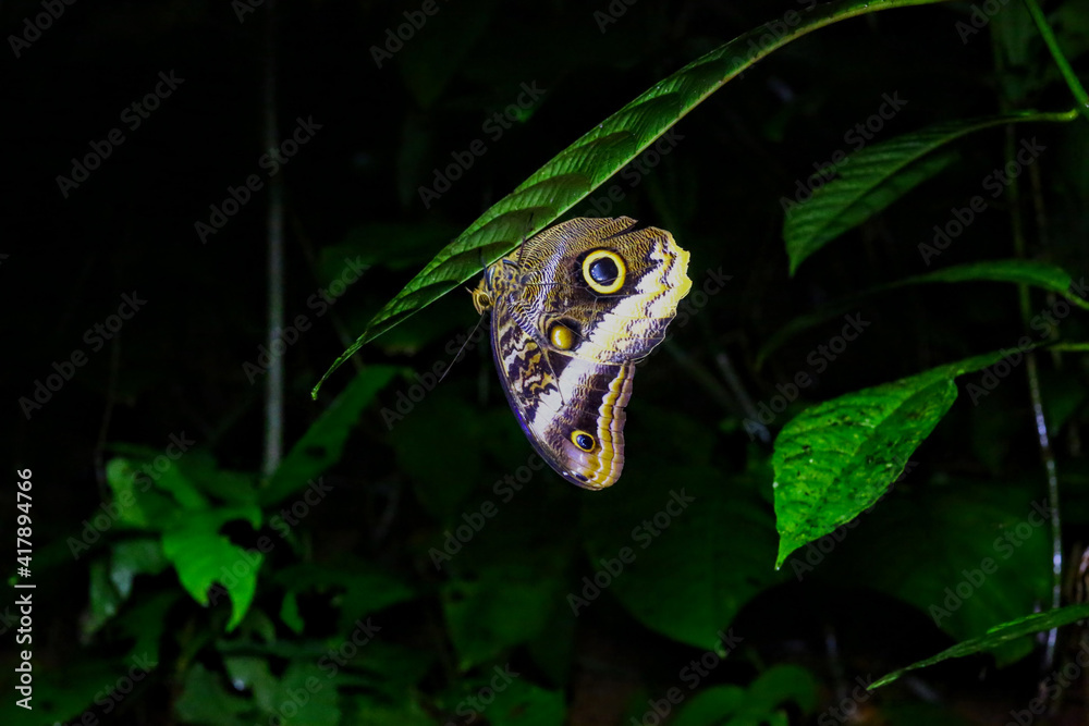 Papillon du Costa Rica, morpho