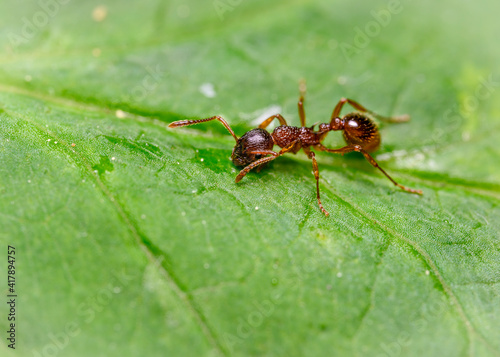 Close up view of an ant sitting on a leaf © Sergey