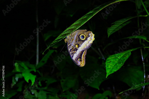 Obraz na płótnie Papillon du Costa Rica, morpho w salonie
