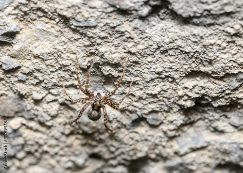 Close up of spider sitting on the concrete surface