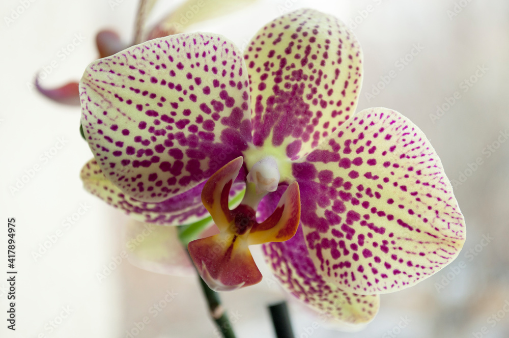 White-purple orchid flower close-up on a light blue background. Background texture. White-purple orchid flower close-up on a light blue background. Background texture.