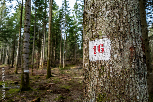 numéro 16 rouge dans carré blanc peint sur tronc d'arbre