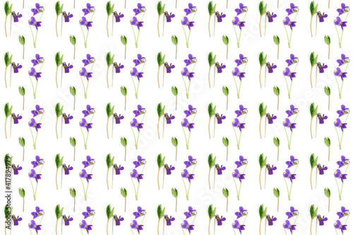 Flowers of wild violets on a white background.