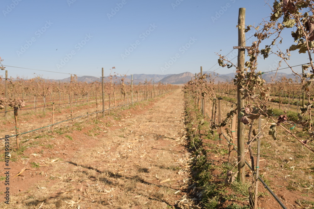 area de viñedo en el area de el estado de chihuahua en mexico 