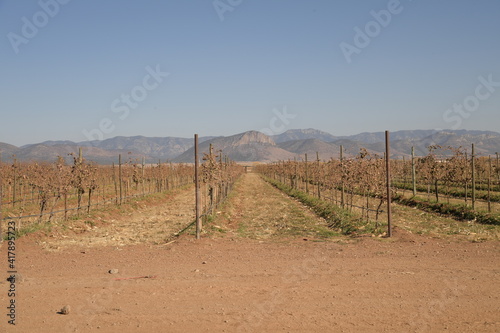 area de viñedo en el area de el estado de chihuahua en mexico 