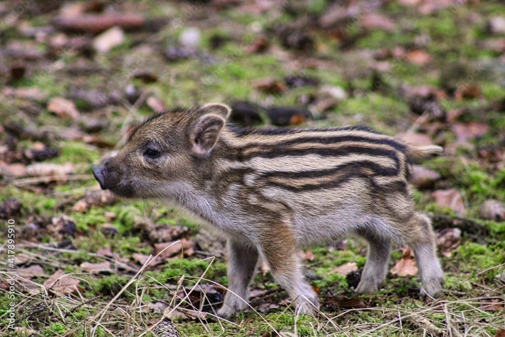 Curious, young Shoats playing in the forest Curious, young Shoats playing in the forest