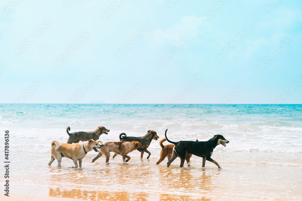Dogs enjoy playing on sea beach,Stray dogs walking on the beach. Dogs enjoy playing on sea beach,Stray dogs walking on the beach.