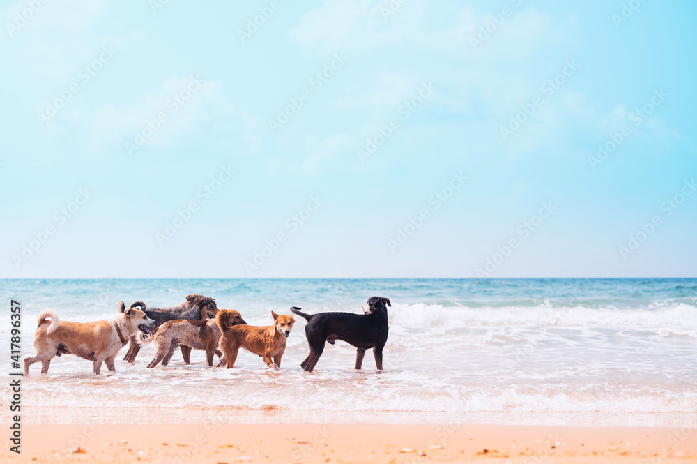 Dogs enjoy playing on sea beach,Stray dogs walking on the beach. Dogs enjoy playing on sea beach,Stray dogs walking on the beach.