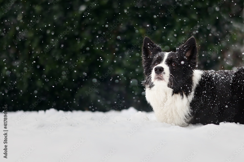 Attentive Border Collie in the Snowy Garden. Sweet Black and White Dog Lies Down during Snowfall.