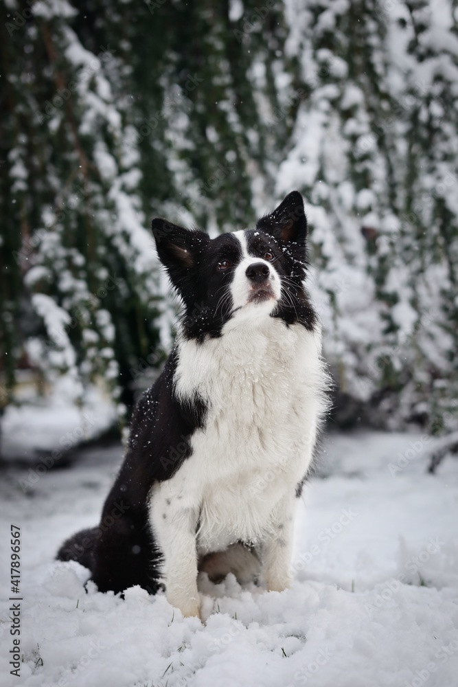 Cute Border Collie Dog Sits Down in the Snowy Garden. Adorable Black and White Dog in Winter.