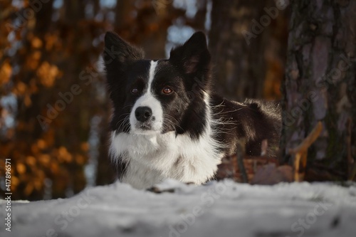 Adorable Black and White Border Collie Dog Lies Down in Snow in Winter Forest.