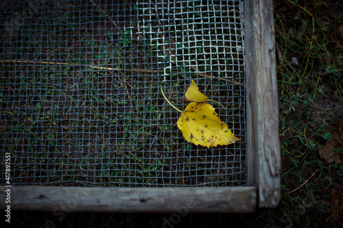 Autumn leaf on a metal grid. Loneliness
