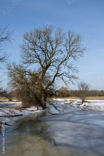 Elbaue Landschaft im Winter
