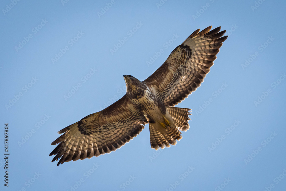 Fototapeta premium Mäusebussarde in der Luft