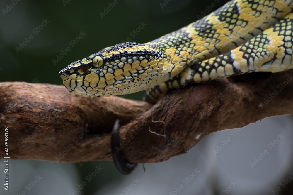 Obraz premium Pit viper on a tree branch