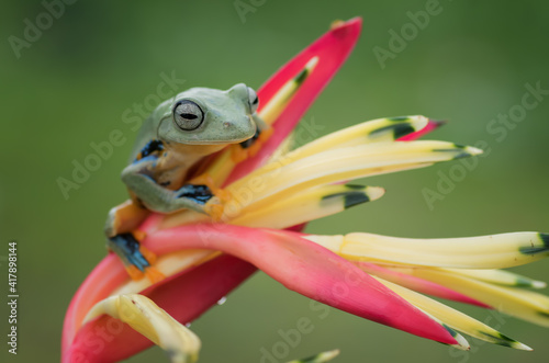 Frog perched on a flower petals	
